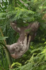 Sloth search - Image 2