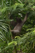Sloth search - Image 4