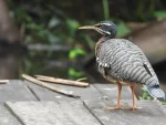 2/1 in Tambopata Reserve - Image 4