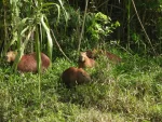 2/1 in Tambopata Reserve - Image 3