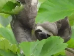 Sloth search - Image 3