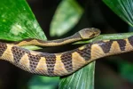 2/1 in Tambopata Reserve - Image 2