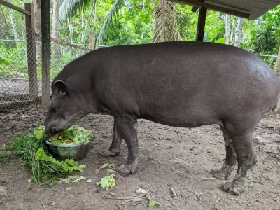 Amazon Shelter - Image 2